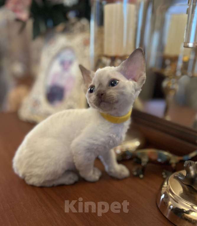 Кошки в Москве: Котята Девон Рекс Мальчик, 50 000 руб. - фото 2