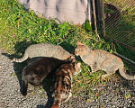 Кошки в других городах Ленинградской области: Котята в добрые руки Разнополые, Бесплатно - фото 1
