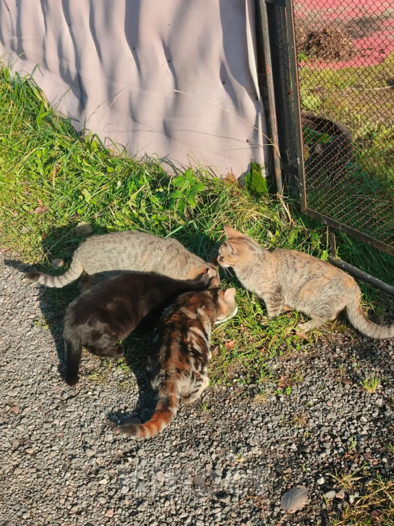 Кошки в других городах Ленинградской области: Котята в добрые руки Разнополые, Бесплатно - фото 1