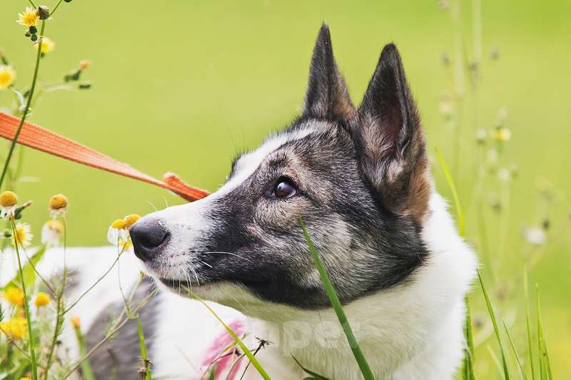 Собаки в Москве: Нежная и ласковая белая красавица собака Ариша Девочка, Бесплатно - фото 3