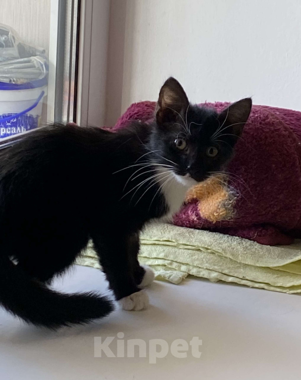 Кошки в Хабаровске: Кошечка Феня Девочка, Бесплатно - фото 1