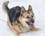 Собаки в Москве: Дружище Тобик! Отличный пес ищет дом Мальчик, Бесплатно - фото 6