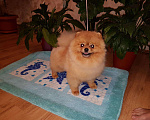Собаки в Казани: Мальчик на вязку. Мальчик, 6 000 руб. - фото 1