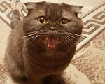 Кошки в Калуге: Шотландский кот для вязки с редким окрасом, 1 700 руб. - фото 1