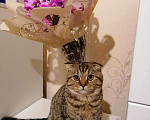 Кошки в Новочебоксарске: Кот на вязку, 590 руб. - фото 1