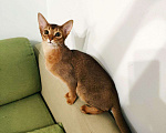 Кошки в Орлове: Клубные АБИССИНСКИЕ котята., 80 000 руб. - фото 3