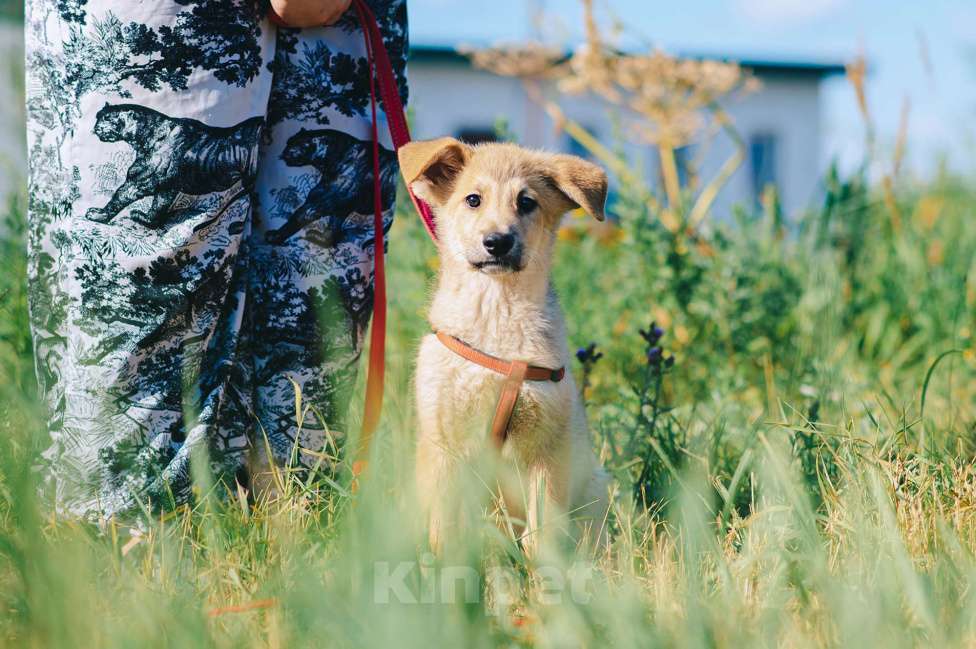 Собаки в Москве: Кумкват Мальчик, Бесплатно - фото 10