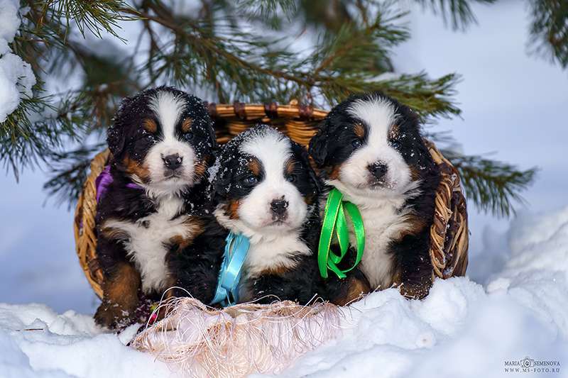 Собаки в Волоколамске: Бернский Зенненхунд, питомник РКФ. Девочка, Бесплатно - фото 5
