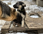 Собаки в Красноярске: Щенки овчарки Девочка, 20 000 руб. - фото 2