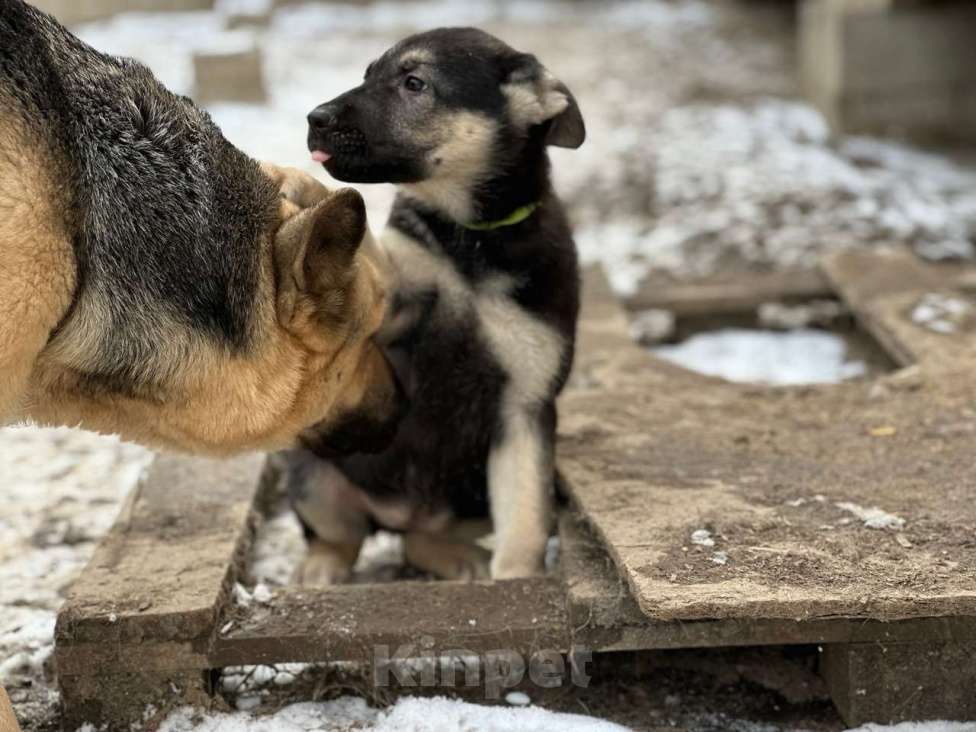 Собаки в Красноярске: Щенки овчарки Девочка, 20 000 руб. - фото 2