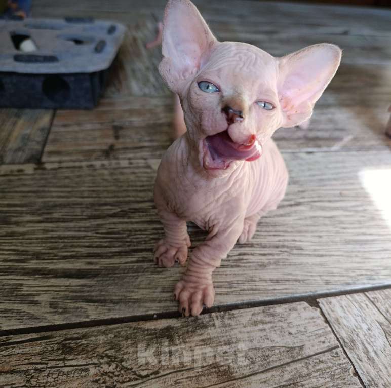 Кошки в других городах Краснодарского края: Двельф Мальчик, 45 000 руб. - фото 2