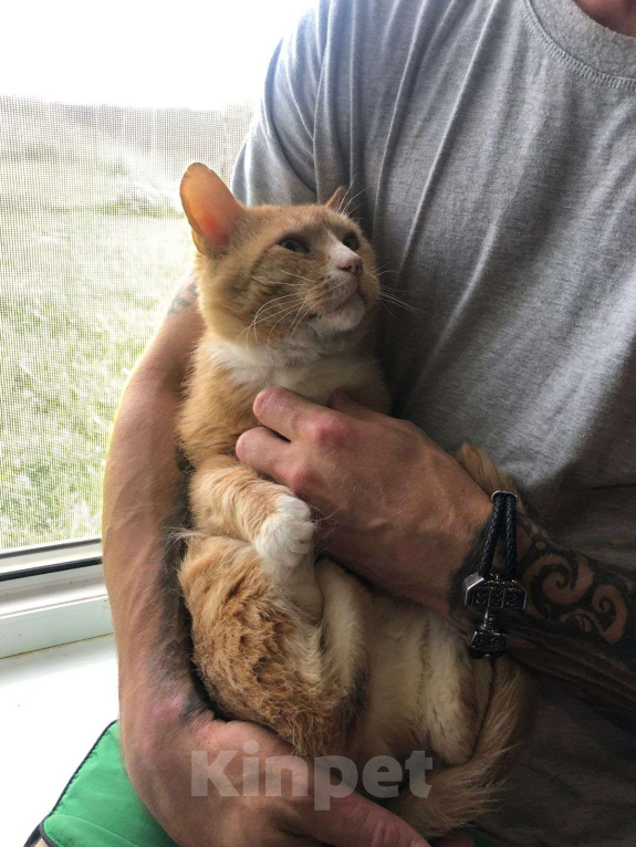 Кошки в Дмитрове: Поддержите котика Степу. Мальчик, Бесплатно - фото 8