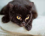 Кошки в Москве: Черная кошка - крошка Багира в добрые руки Девочка, Бесплатно - фото 2