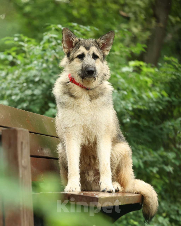 Собаки в Москве: Собака бесплатно Москва Мальчик, Бесплатно - фото 6