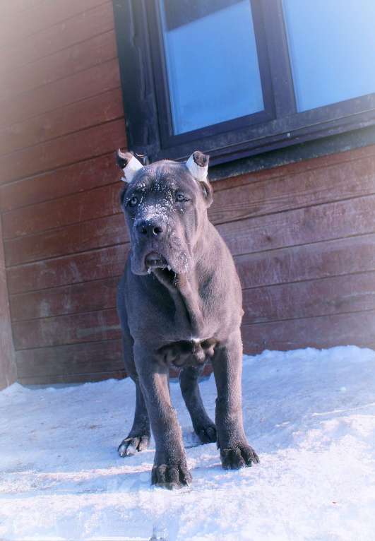 Собаки в других городах Ярославской области: Кане корсо. Мощная девочка. Девочка, 80 000 руб. - фото 8
