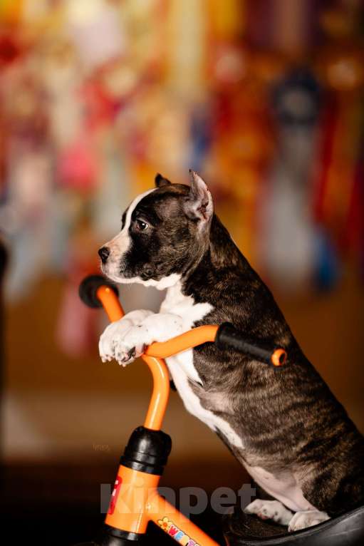 Собаки в Москве: Классная Матрешка для активного владельца. Девочка, 60 000 руб. - фото 2