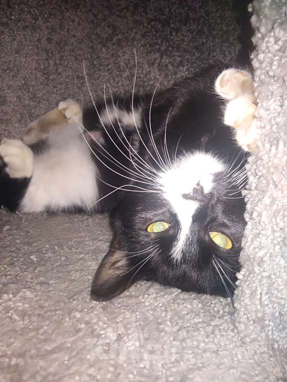 Кошки в Санкт-Петербурге: Очень нужна помощь-дом или передержка для кошечки Луны Девочка, Бесплатно - фото 7