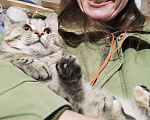 Кошки в Дубне: Кошки подростки: Двое из ларца одинаковых с лица  Девочка, 10 руб. - фото 4