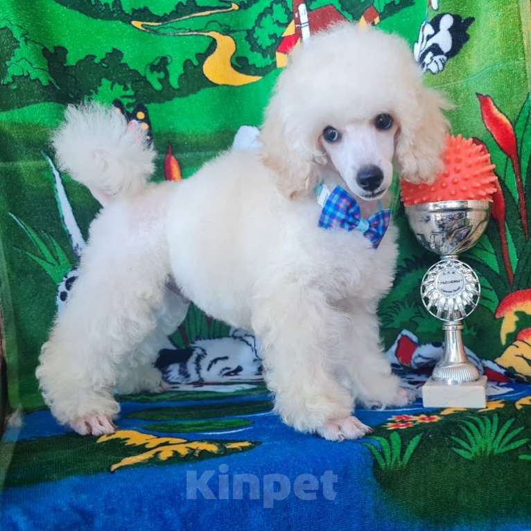 Собаки в Москве: Миниатюрный пудель белый мальчик Мальчик, 60 000 руб. - фото 2