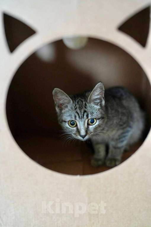 Кошки в Москве: Мелисса в поисках дома Девочка, Бесплатно - фото 1