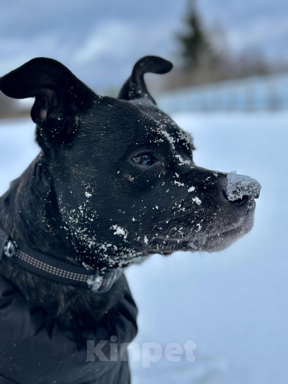 Собаки в Москве: Добрый пес Джек ищет дом Мальчик, Бесплатно - фото 7