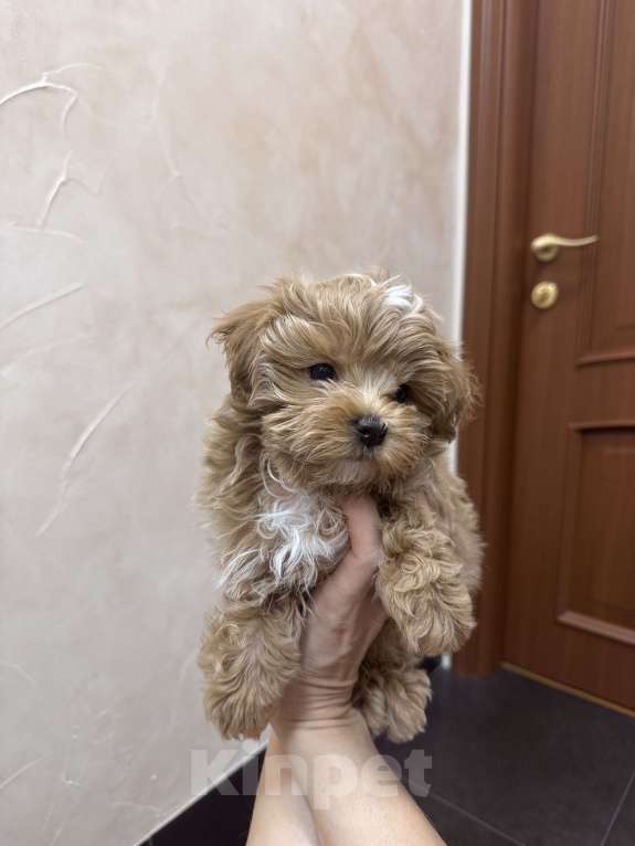 Собаки в Волгограде: Прекрасный мальчишка мальтипу Мальчик, 150 000 руб. - фото 1