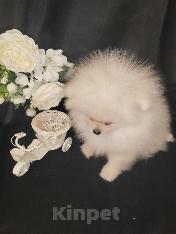 Собаки в Кирове: Продаю померанских шпица Девочка, 60 000 руб. - фото 4