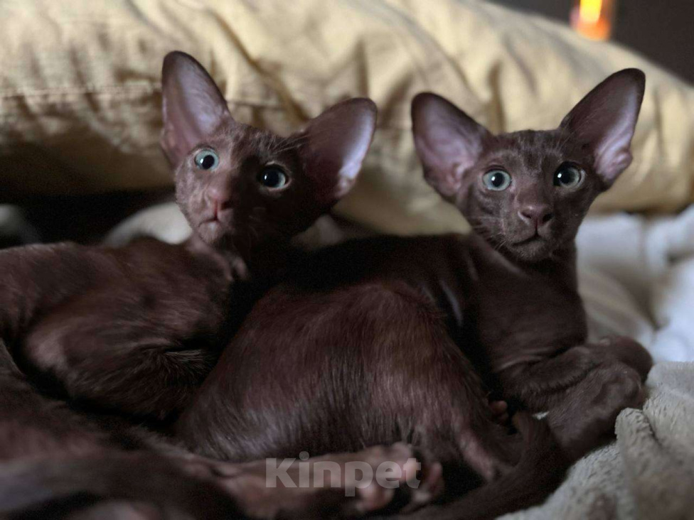 Кошки в Москве: Ориентальный котенок Девочка, 65 000 руб. - фото 1