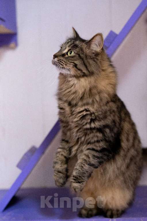 Кошки в Москве: История Дуси: о холоде, предательстве и надежде Девочка, Бесплатно - фото 6