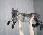 Кошки в Химках: Молодой кот Мейн-Кун  Мальчик, 100 000 руб. - фото 9
