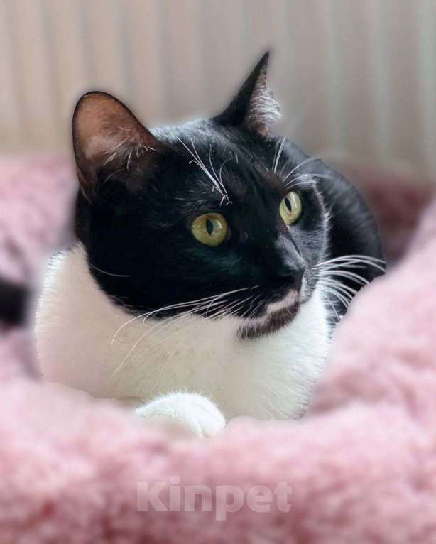 Кошки в Москве: Николь ищет дом Девочка, Бесплатно - фото 3