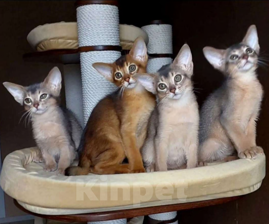 Кошки в Москве: Абиссинские котята  Мальчик, 70 000 руб. - фото 2