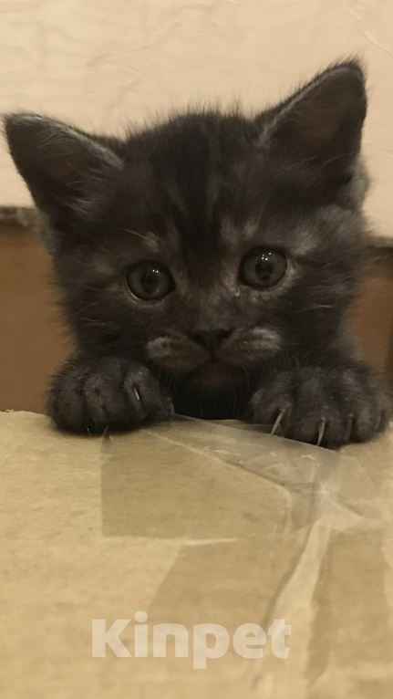 Кошки в Нижнем Новгороде: Котёнок 1,5 месяца  Мальчик, Бесплатно - фото 2