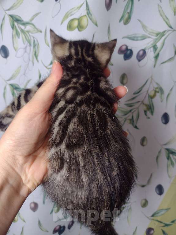 Кошки в Санкт-Петербурге: Девочка браун Девочка, Бесплатно - фото 4