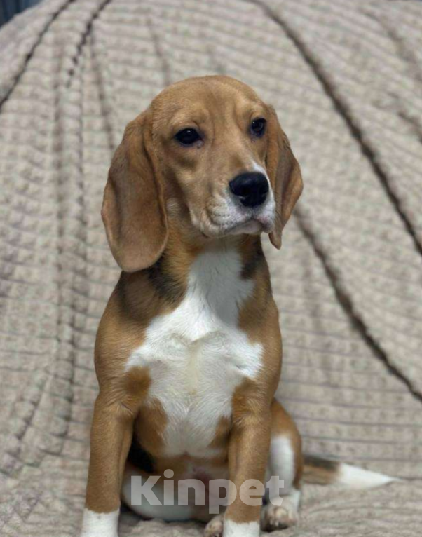 Собаки в Москве: продаю собаку Девочка, 15 000 руб. - фото 1