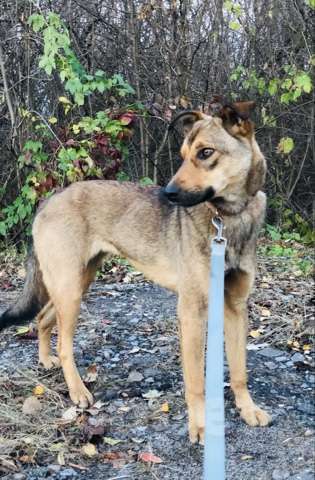 Собаки в Санкт-Петербурге: Скромная Дина Девочка, Бесплатно - фото 6