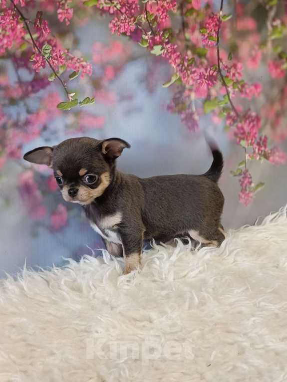 Собаки в Москве: Голубая с подпалом красавица Девочка, 130 000 руб. - фото 4