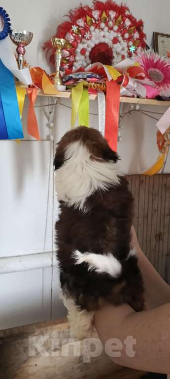 Собаки в Краснодаре: Девочка ши - тцу Девочка, Бесплатно - фото 2