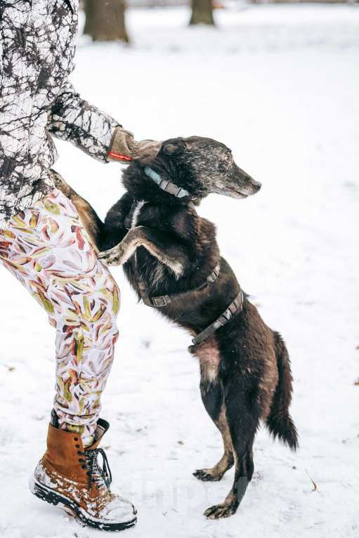 Собаки в Москве: Чарли ищет дом Мальчик, Бесплатно - фото 6