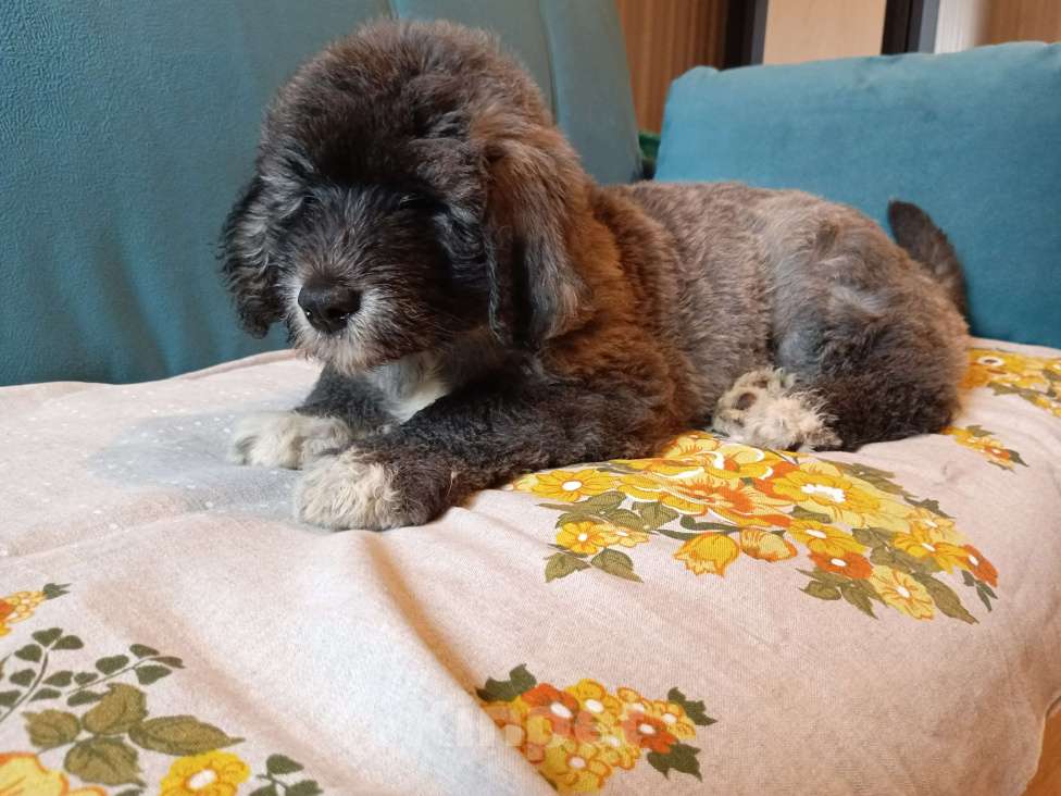 Собаки в других городах Московской области: щенки южнорусской овчарки Мальчик, 50 000 руб. - фото 2