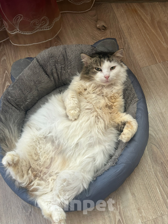 Кошки в Обнинске: Кошка в добрые руки Девочка, Бесплатно - фото 2