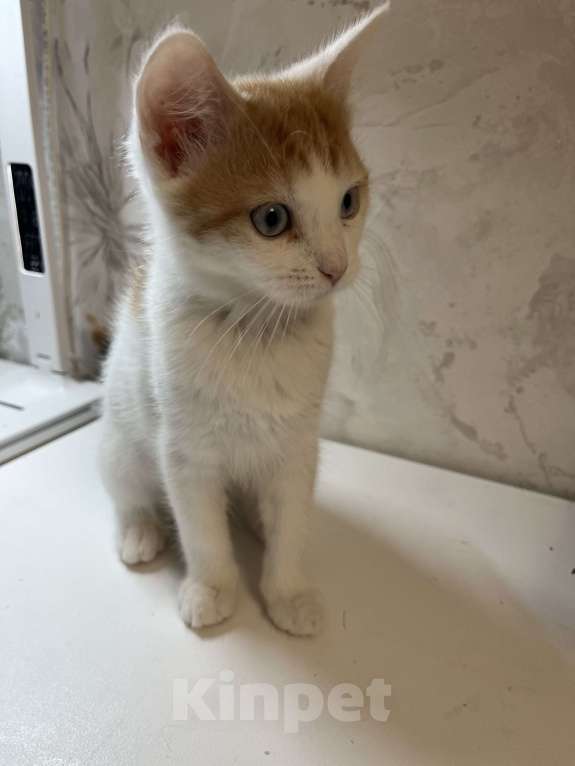 Кошки в Ростове-на-Дону: Манчкин Стандарт  Девочка, 1 000 руб. - фото 6