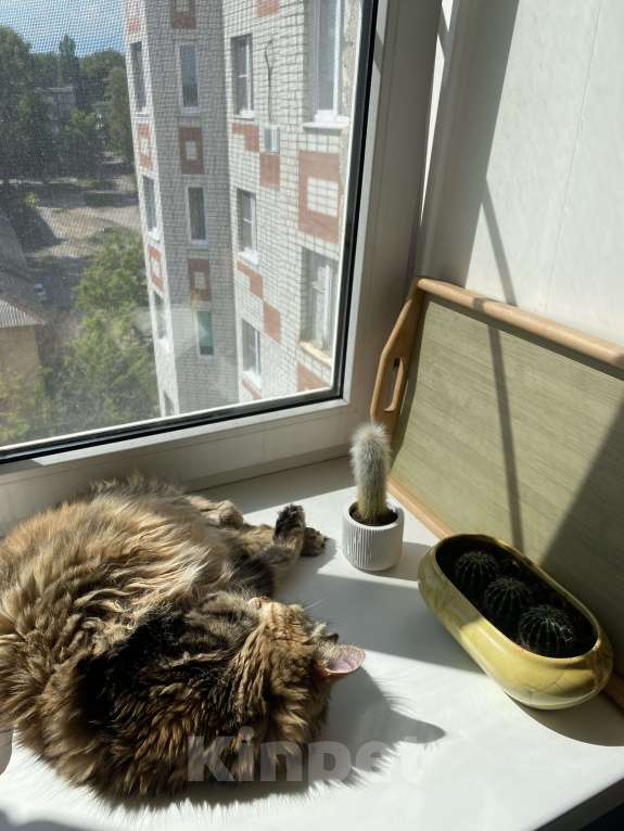 Кошки в Курске: Четырехшерстная красотка ищет новый дом Девочка, 1 руб. - фото 4