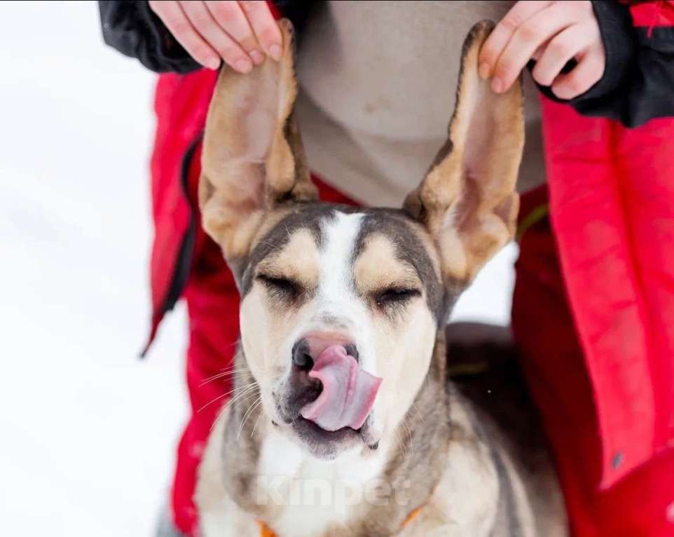 Собаки в Москве: Три года надежды в глазах Рэя. Мальчик, Бесплатно - фото 6