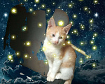 Кошки в Рязани: Отдам всем, кому нужны хорошие домашние питомцы от домашней кошки Мальчик, 250 руб. - фото 6