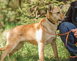 Собаки в Клине: Фантастическая Фанта даром Девочка, Бесплатно - фото 4