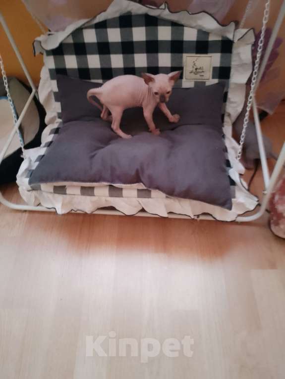 Кошки в Рязани: Продам котят Мальчик, 12 000 руб. - фото 2