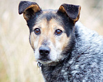 Собаки в Химках: Тино пес из приюта Мальчик, Бесплатно - фото 6