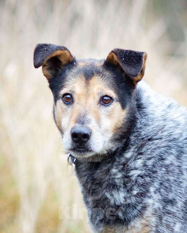 Собаки в Химках: Тино пес из приюта Мальчик, Бесплатно - фото 6