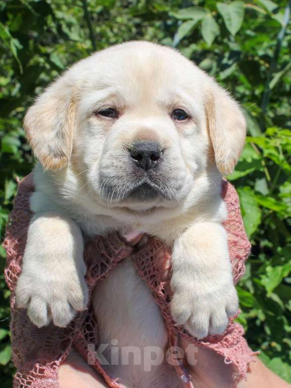 Собаки в других городах Липецкой области: Шикарный щенок лабрадора, девочка Девочка, 100 000 руб. - фото 4